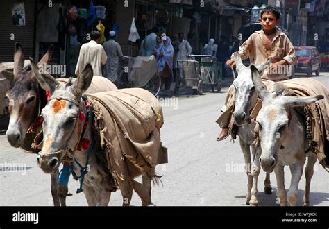 pakistan boy with donkey